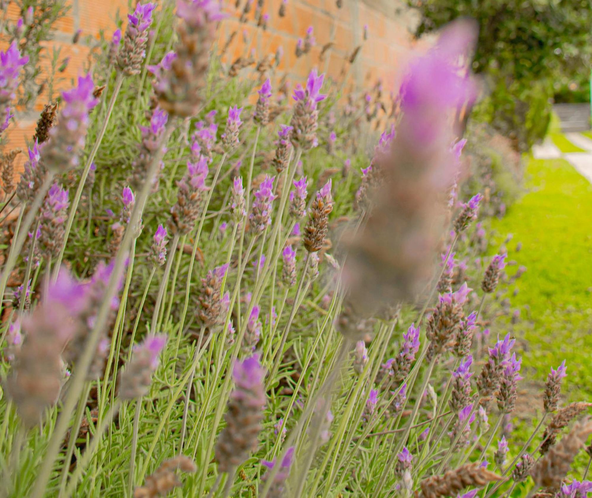 Vina Appartement Villa Elisa  Buitenkant foto